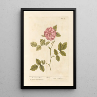 Elizabeth Blackwell - The damask rose.webp