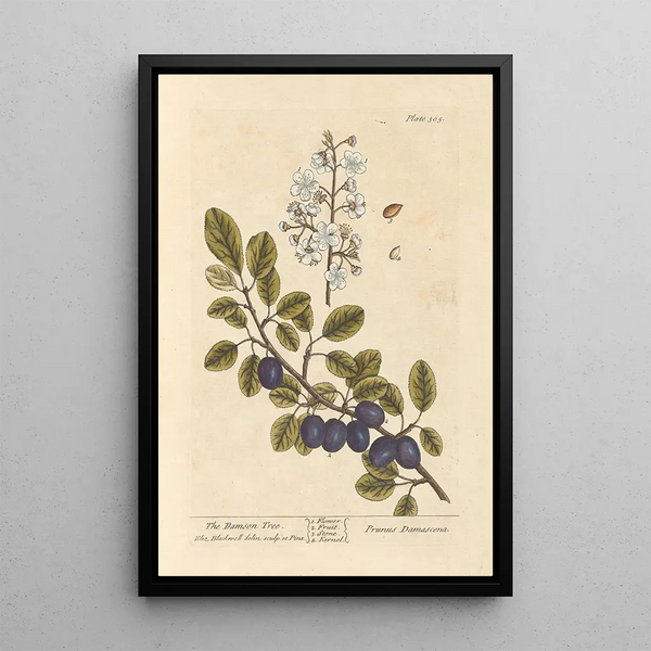 Der Pflaumenbaum - Elizabeth Blackwell — gerahmtes Bild an der Wand