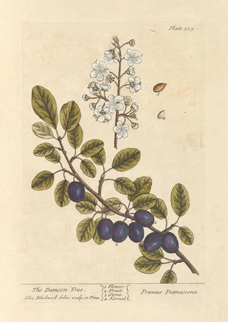 Elizabeth Blackwell - The damson tree.webp