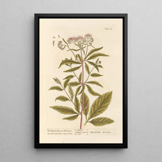 Elizabeth Blackwell - The eupatorium of avicenna.webp
