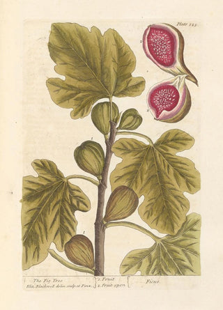 Elizabeth Blackwell - The fig tree.webp