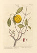 Der Garcinia - Elizabeth Blackwell — Ansicht des Kunstwerks