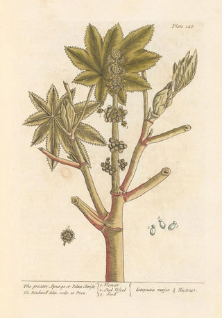 Elizabeth Blackwell - The greater spurge or palma christi.webp