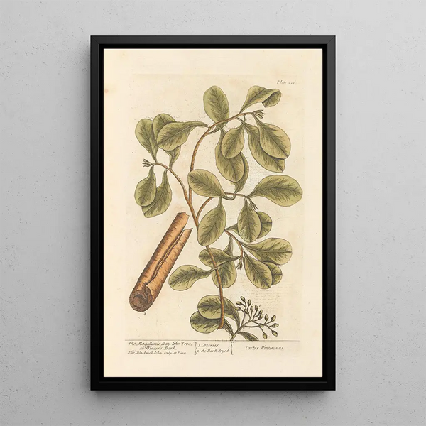 Der Kakaobaum von Magellan oder Winterrinde - Elizabeth Blackwell — gerahmtes Bild an der Wand