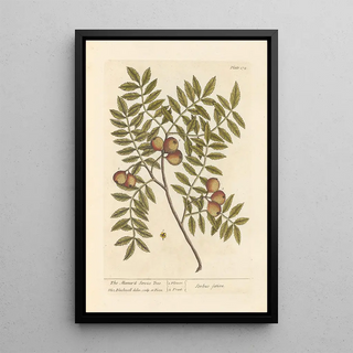 Elizabeth Blackwell - The manurd service tree.webp