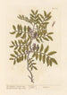 Der Lentisk oder Pistazienbaum - Elizabeth Blackwell — Ansicht des Kunstwerks