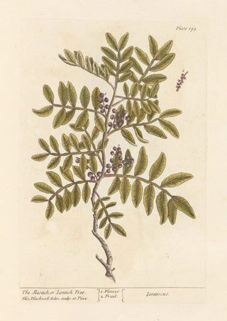Elizabeth Blackwell - The mastich or lentisk tree.webp