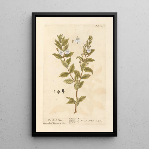 Der Myrte - Elizabeth Blackwell — gerahmtes Bild an der Wand
