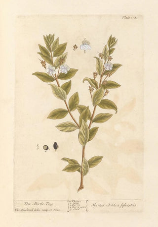 Elizabeth Blackwell - The mirtletree.webp