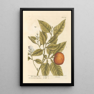Elizabeth Blackwell - The orange tree.webp