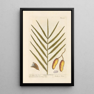 Elizabeth Blackwell - The palm or date tree.webp