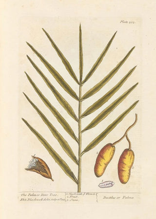 Elizabeth Blackwell - The palm or date tree.webp