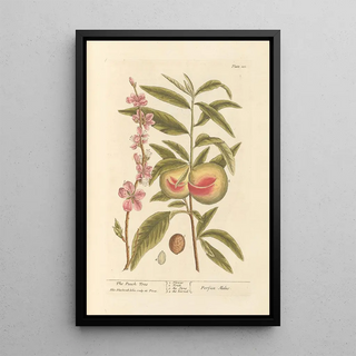 Elizabeth Blackwell - The peach tree.webp
