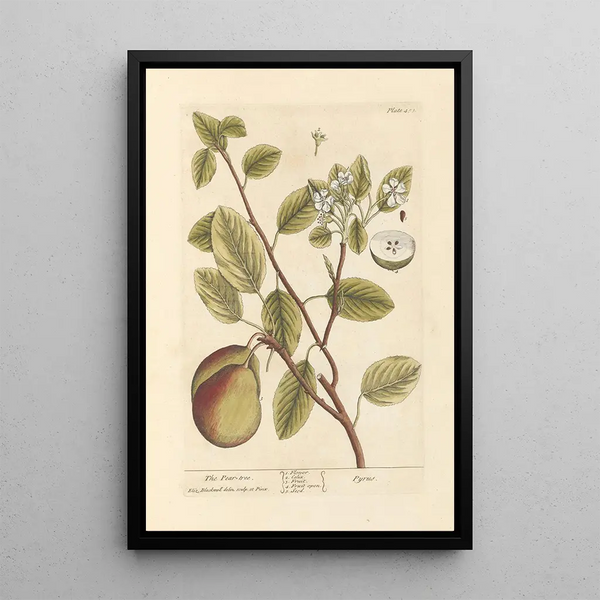 Der Birnbaum - Elizabeth Blackwell — gerahmtes Bild an der Wand