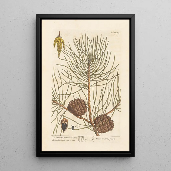 Der Kiefernbaum oder Meereskiefer - Elizabeth Blackwell — gerahmtes Bild an der Wand