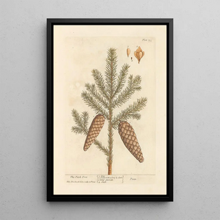 Elizabeth Blackwell - The pitch tree.webp