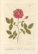 Die rote Rose - Elizabeth Blackwell — Ansicht des Kunstwerks
