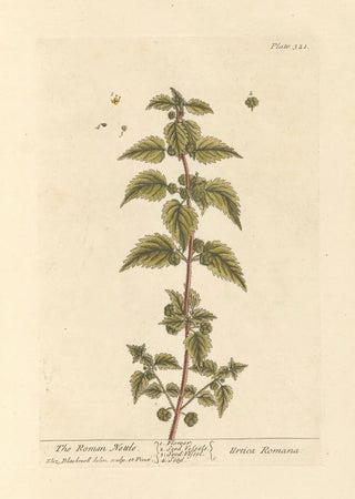 Elizabeth Blackwell - The roman nettle.webp
