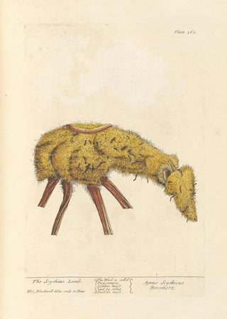 Elizabeth Blackwell - The scythian lamb.webp