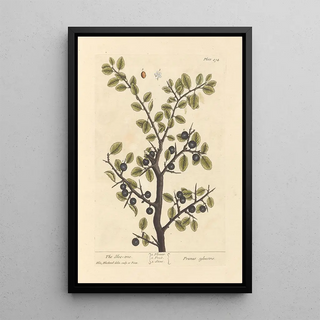 Elizabeth Blackwell - The sloe tree.webp