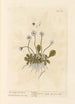 La petite marguerite sauvage - Elizabeth Blackwell — Ansicht des Kunstwerks