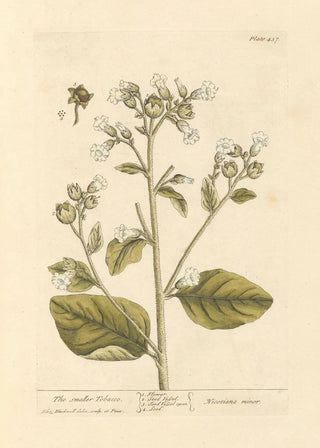 Elizabeth Blackwell - The smaller tobacco.webp