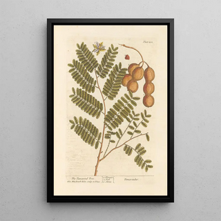 Elizabeth Blackwell - The tamarind tree.webp