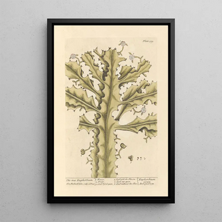 Elizabeth Blackwell - The true euphorbium.webp