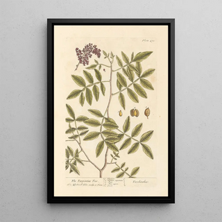 Elizabeth Blackwell - The turpentine tree.webp