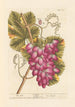 La vigne - Elizabeth Blackwell — Ansicht des Kunstwerks