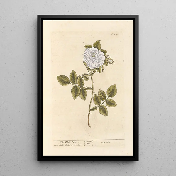 Die weiße Rose - Elizabeth Blackwell — gerahmtes Bild an der Wand