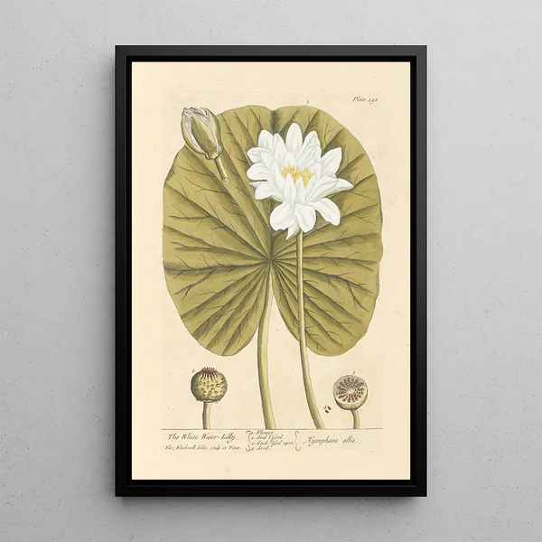 Der weiße Seerose - Elizabeth Blackwell — gerahmtes Bild an der Wand