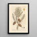 Der wilde Kiefernbaum - Elizabeth Blackwell — gerahmtes Bild an der Wand