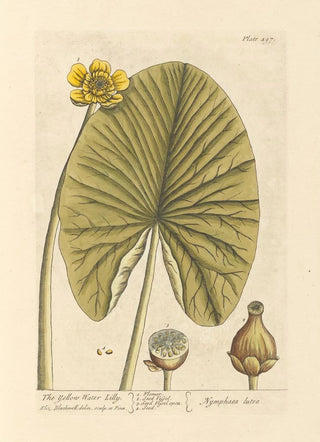 Elizabeth Blackwell - The yellow water lilly.webp