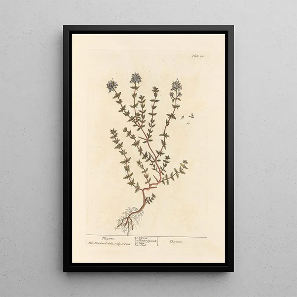 Thym - Elizabeth Blackwell — gerahmtes Bild an der Wand