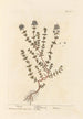 Thym - Elizabeth Blackwell — Ansicht des Kunstwerks