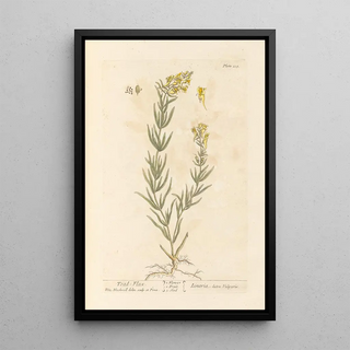 Elizabeth Blackwell - Toadflax.webp