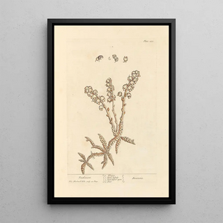 Elizabeth Blackwell - Toothwort.webp