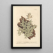 Lichen pulmonaire - Elizabeth Blackwell — gerahmtes Bild an der Wand