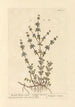 Menthe pouliot dressée - Elizabeth Blackwell — Ansicht des Kunstwerks