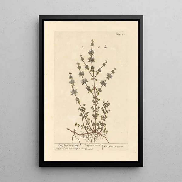 Menthe pouliot dressée - Elizabeth Blackwell — gerahmtes Bild an der Wand