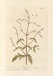 Verveine - Elizabeth Blackwell — Ansicht des Kunstwerks