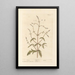 Verveine - Elizabeth Blackwell — gerahmtes Bild an der Wand