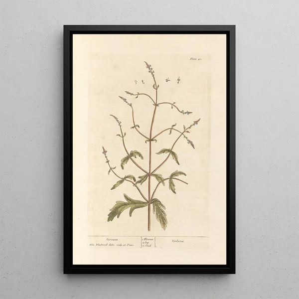 Verveine - Elizabeth Blackwell — gerahmtes Bild an der Wand