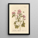Mauve de guimauve - Elizabeth Blackwell — gerahmtes Bild an der Wand