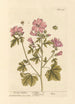 Mauve de guimauve - Elizabeth Blackwell — Ansicht des Kunstwerks