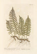 Wandbild Farn oder Eichen-Polypode - Elizabeth Blackwell — Ansicht des Kunstwerks