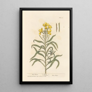 Elizabeth Blackwell - Wallflower.webp