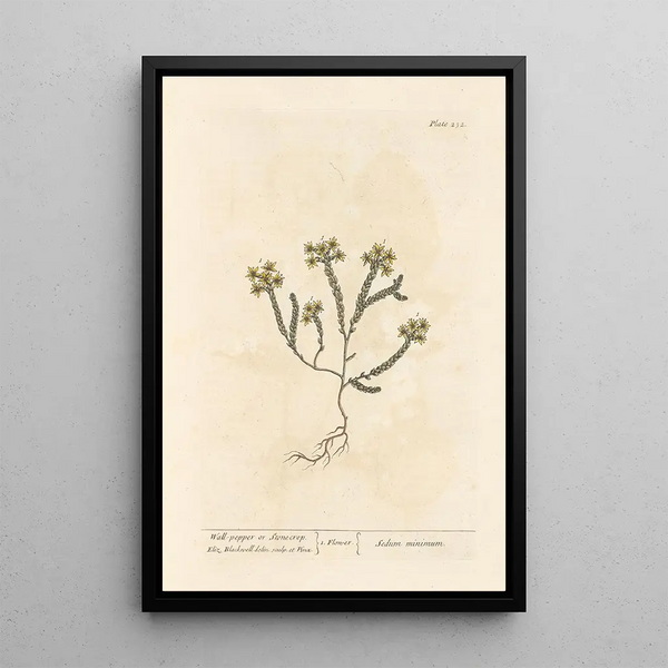 Orpin oder Pfeffer der Mauern - Elizabeth Blackwell — gerahmtes Bild an der Wand