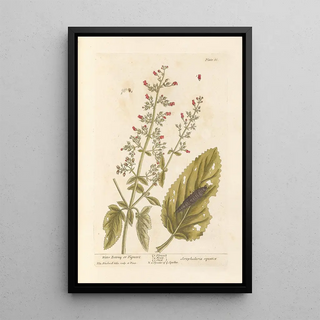 Elizabeth Blackwell - Water betony or figwort.webp